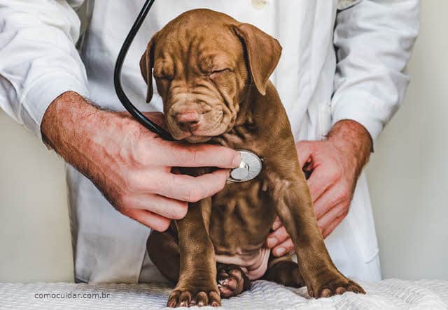 Cuidar de cão doente, doença cachorros