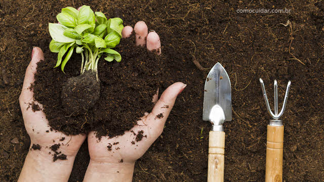 Tipos de solos para plantas, ácidos, calcários ou alcalinos, argilosos e arenosos