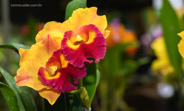 Como cuidar de orquídea Cattleya