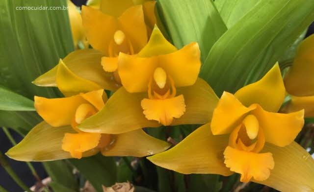 Como cuidar de orquídea Lycaste