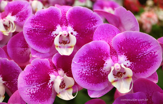 Como cuidar de orquídea borboleta