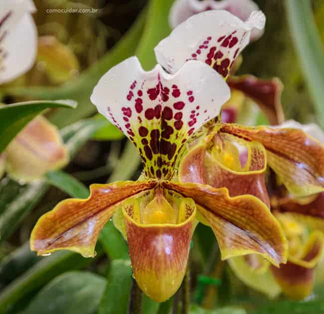 Como cuidar de orquídea Paphiopedilum