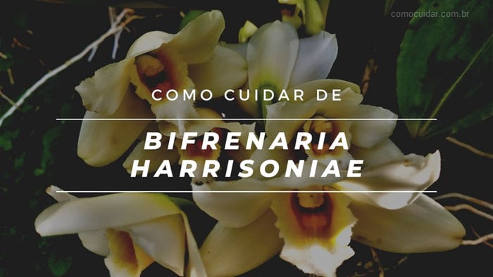 Como cuidar de Bifrenaria harrisoniae orquídea
