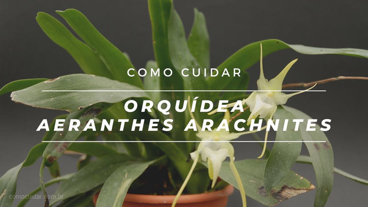 Como cuidar da orquídea Aeranthes arachnites