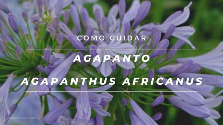 Como cuidar de agapanto, Agapanthus africanus