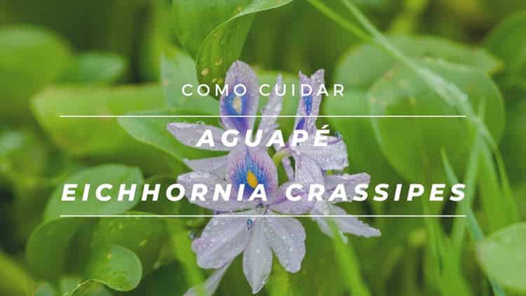 Como cultivar aguapé, Eichhornia crassipes