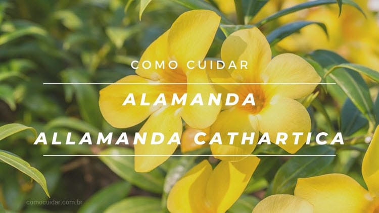 Como cuidar de alamanda, Allamanda-cathartica