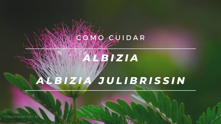 Como cuidar de albizia, Albizia julibrissin