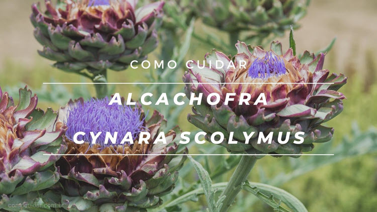 Como cuidar de alcachofra, Cynara scolymus