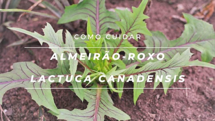 Como cuidar de almeirão-roxo, Lactuca canadensis