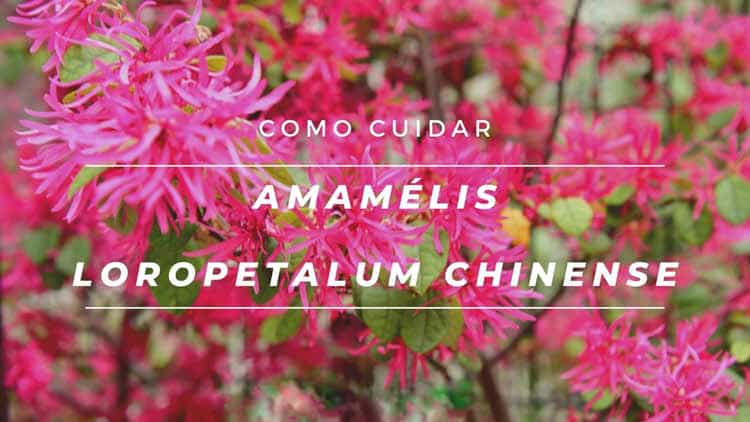Como cuidar de amamélis, Loropetalum chinense