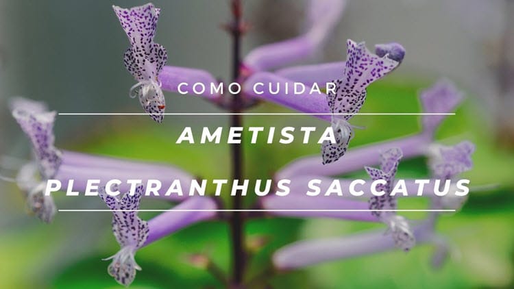 Como cuidar de ametista, Plectranthus saccatus