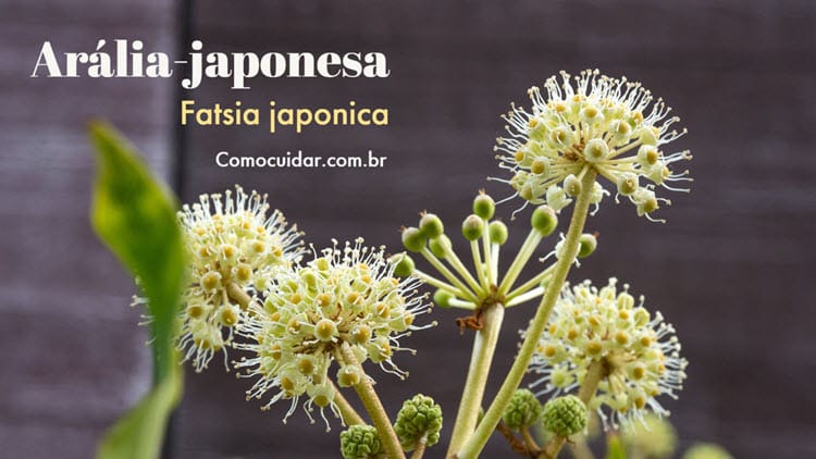 Como cuidar de arália-japonesa, Fatsia japonica