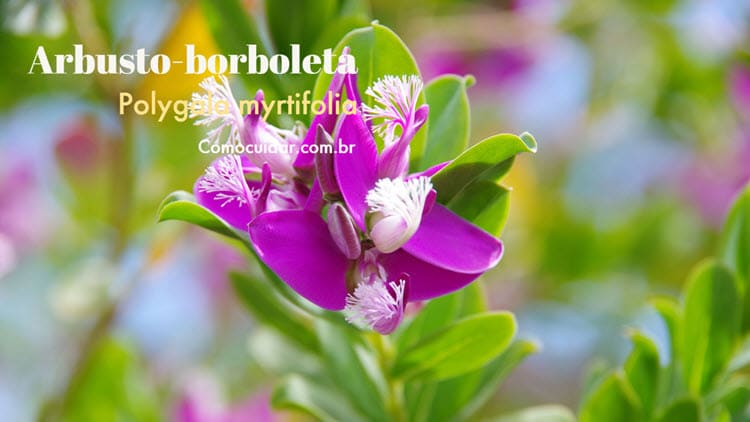 Como cuidar de arbusto-borboleta, Polygala myrtifolia