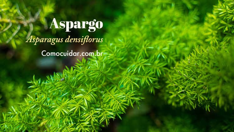 Como cuidar de aspargo, Asparagus densiflorus Sprengeri