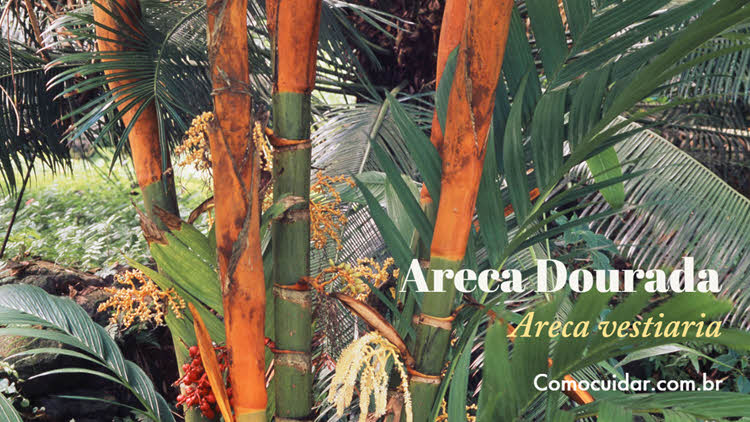 Como cuidar de palmeira Areca Dourada
