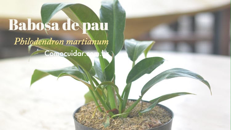 Como cuidar de babosa de pau, Philodendron martianum