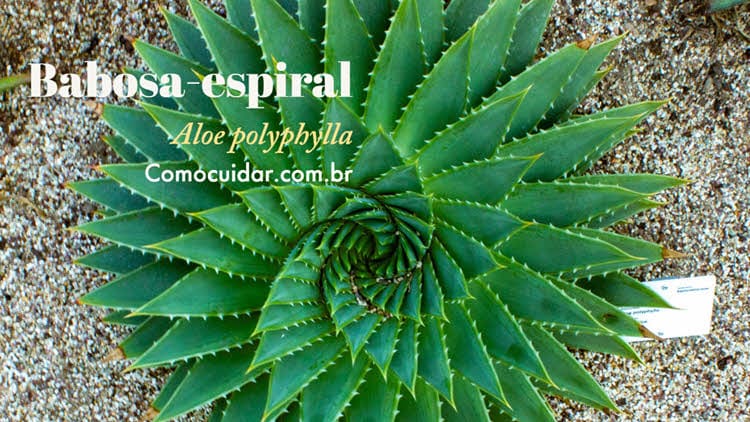 Como cuidar de babosa-espiral, Aloe polyphylla