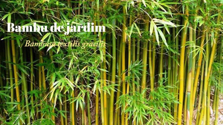 Como cuidar de Bambu de Jardim, Bambusa textilis gracilis