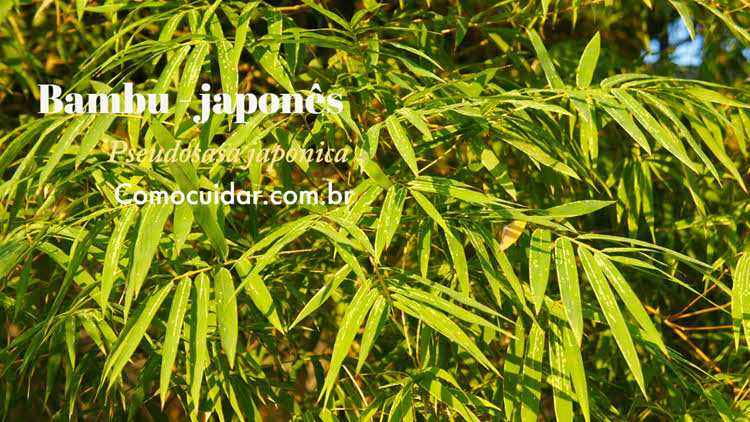 Como cuidar de bambu-japonês
