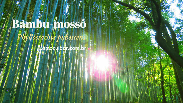Como cuidar de bambu-mossô
