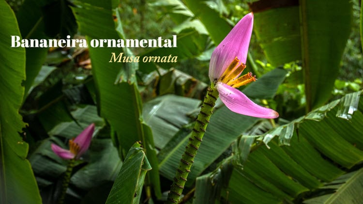 Como cuidar de bananeira ornamental, Musa ornata