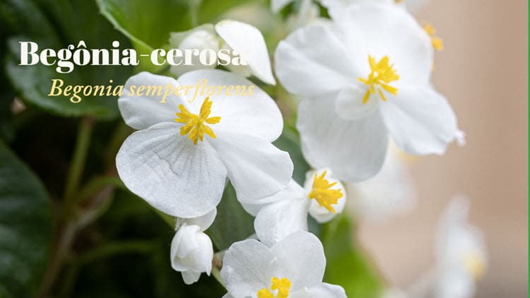 Como cuidar de begônia-cerosa, Begonia semperflorens