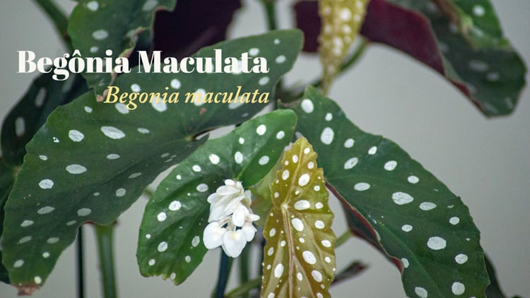 Como cuidar de begônia maculata