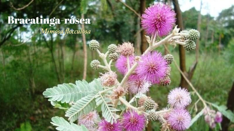 Como cuidar de bracatinga-rósea, Mimosa flocculosa