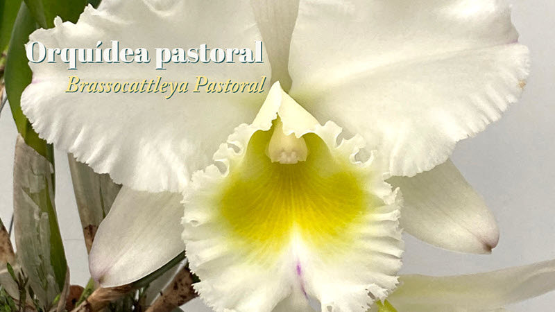 Como cuidar de orquídea pastoral